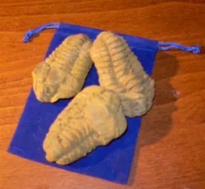 Flexicalymene Trilobite Fossil - 3.5-4.5" - gift packaged!